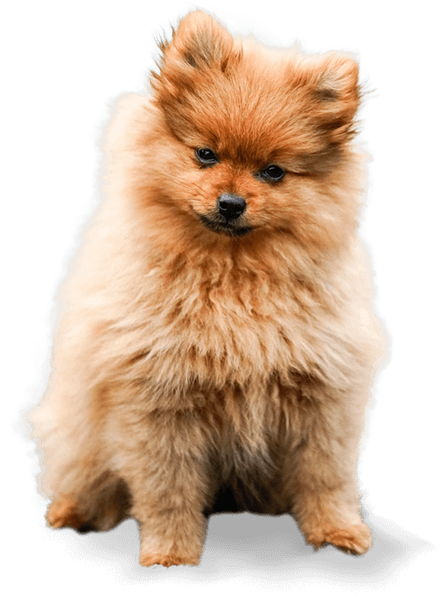 Anjing Puddle